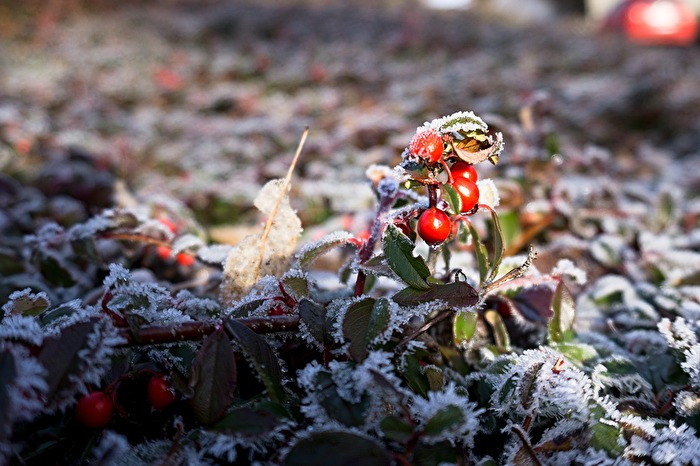 Frost