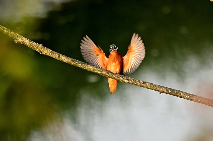 Eisvogel