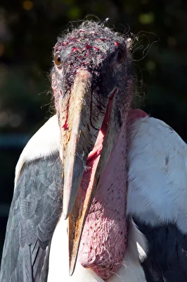 Marabu-Portrait :-) Ein schö.....Vogel :-)