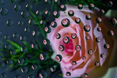 flying rose