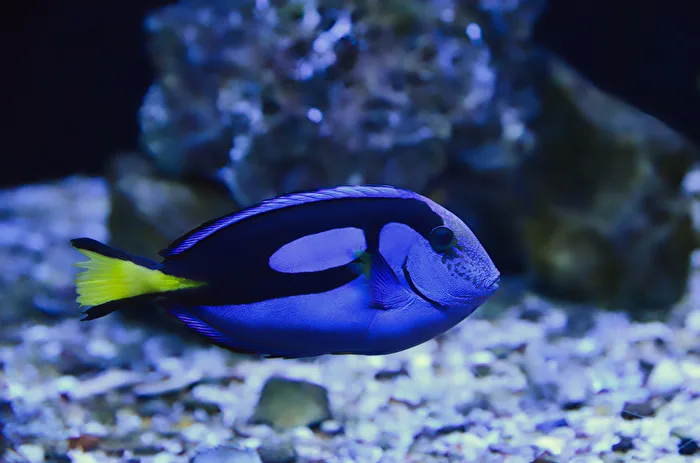Fisch
