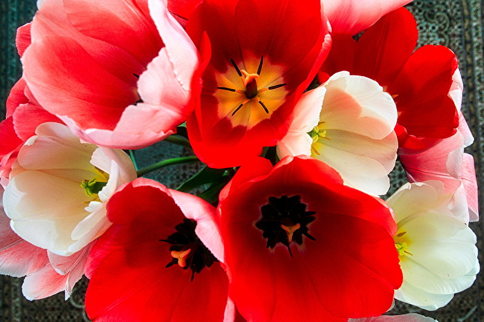 #Tulpen