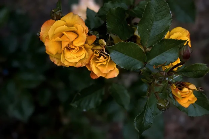 gelbe Rosenblüten