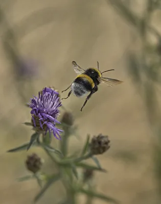 Hummel beim Abflug