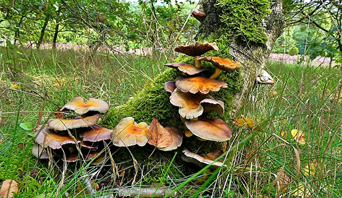 loosen on the tree, follow me!