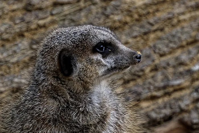 Meerkat