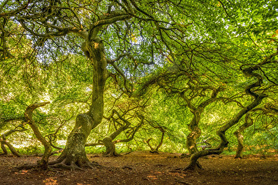 Hexenwald bei Lietzow