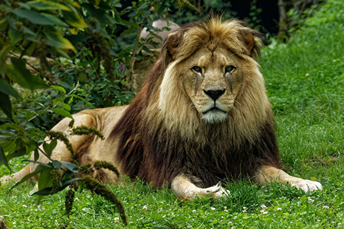 Löwe