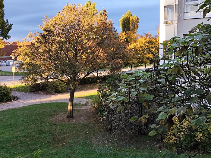 Golden evening sun makes it possible