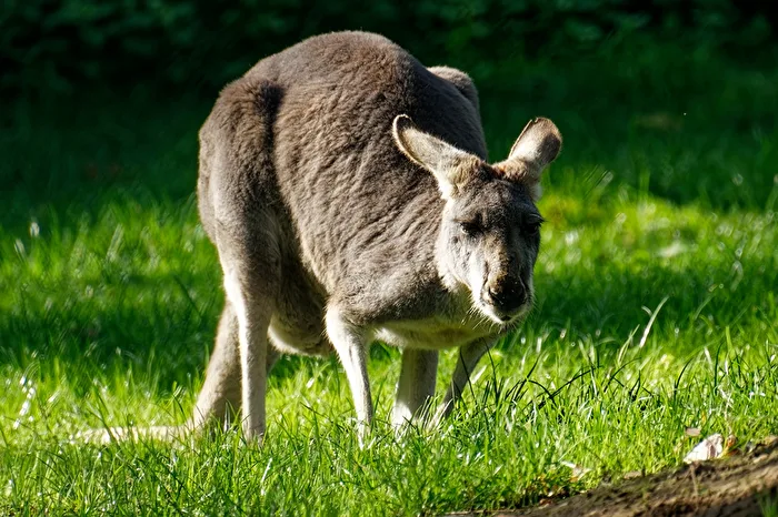 Canguro