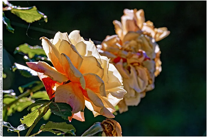 Rose in October
