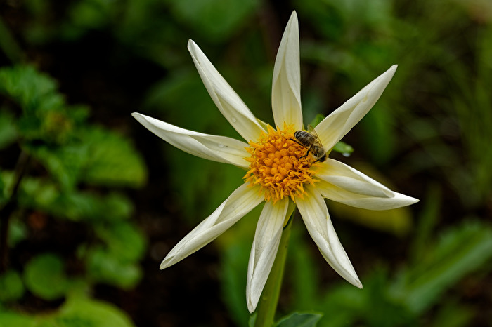Blüte