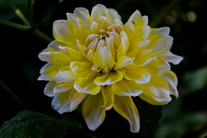 Dahlie