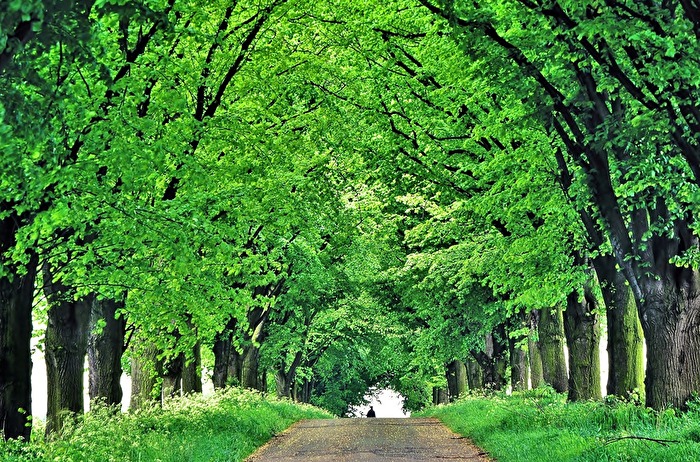 " Grüner Tunnel "