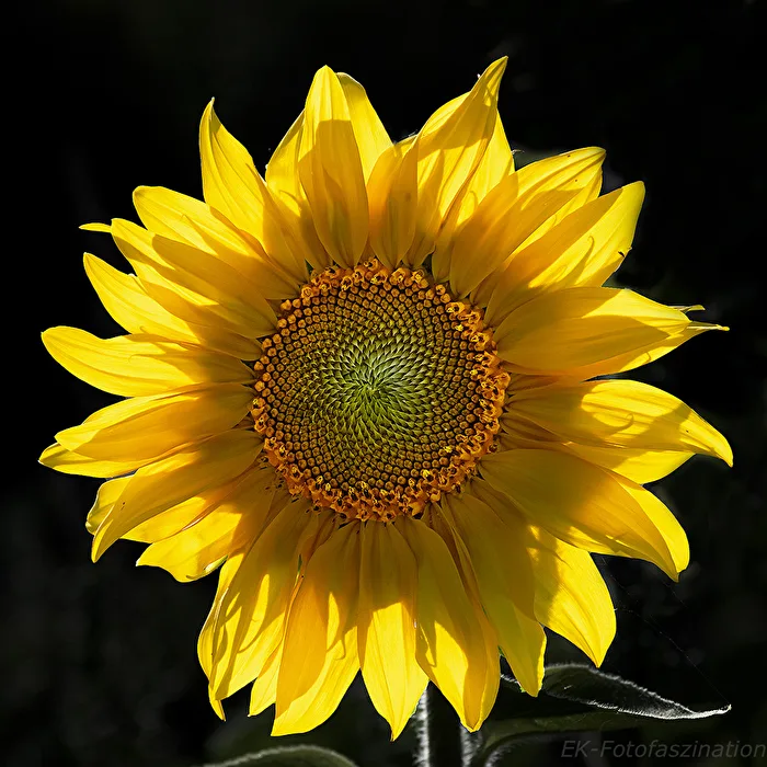 Sonnenblume im Gegenlicht.