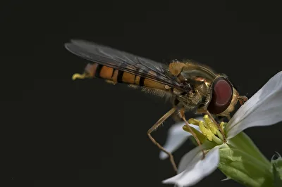 eine Schwebfliege