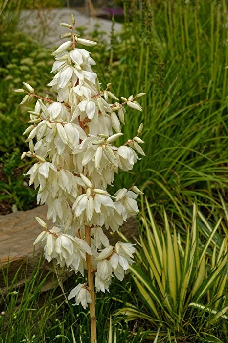 Blüten