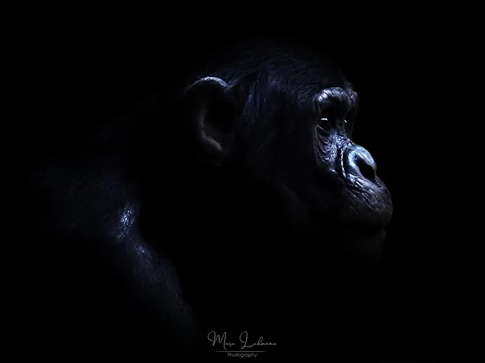 Out of the dark