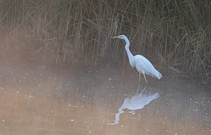 Alert in the light fog