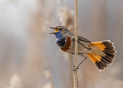 Blaukehlchen
