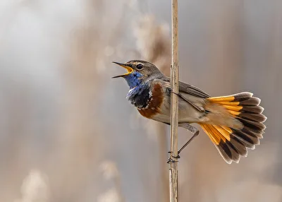 Blaukehlchen