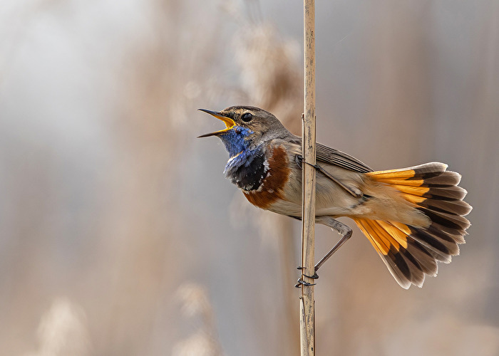 Blaukehlchen