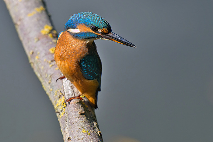 noch einmal einen Eisvogel