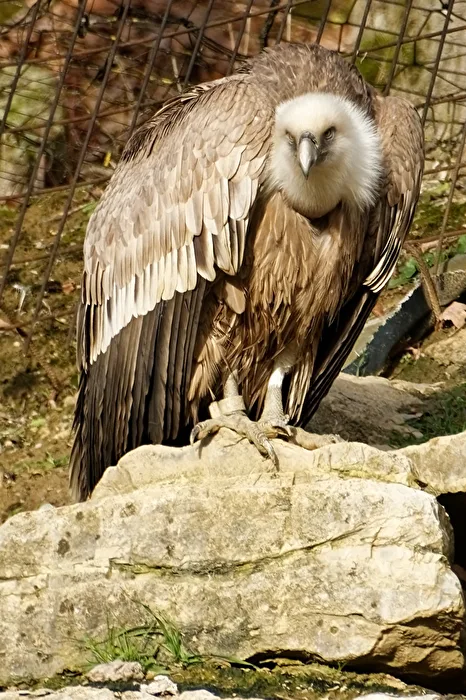 Griffon Vulture