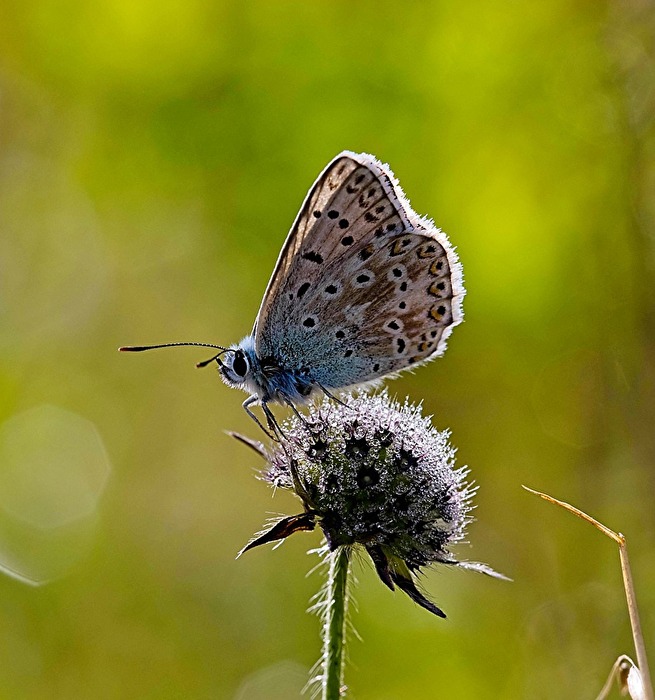 Mal wieder was Blaues