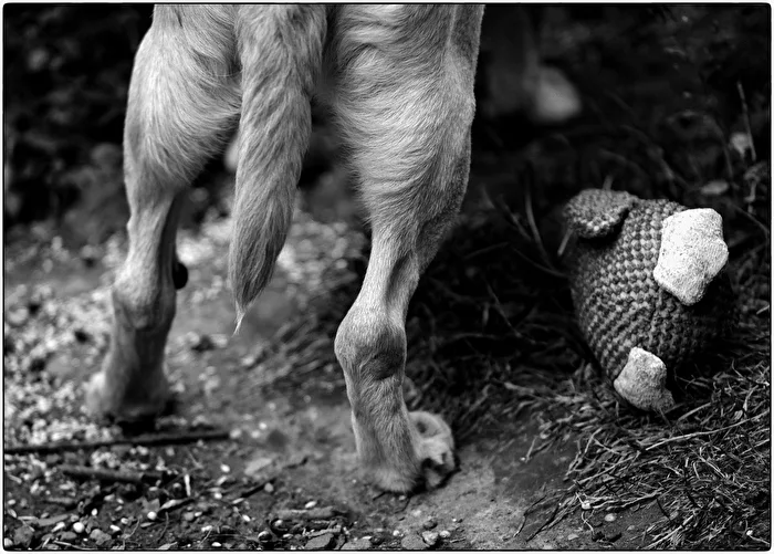 Schwanzhund