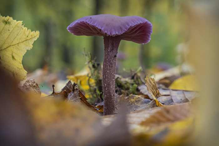 Kleiner Pilz ganz Groß