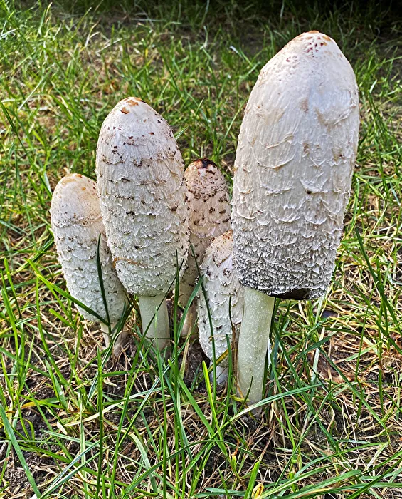 Pilze im Wald