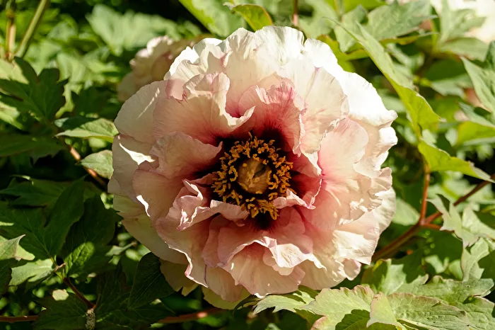 Peony