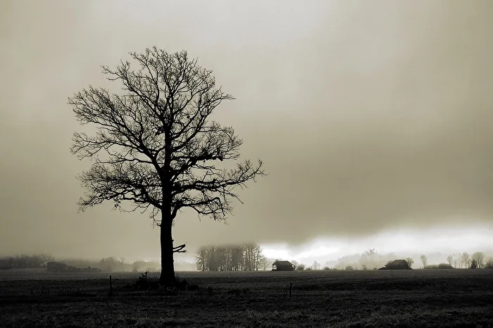 ein Baum