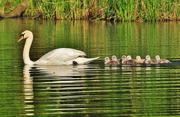 " Mama - nicht so schnell ! "