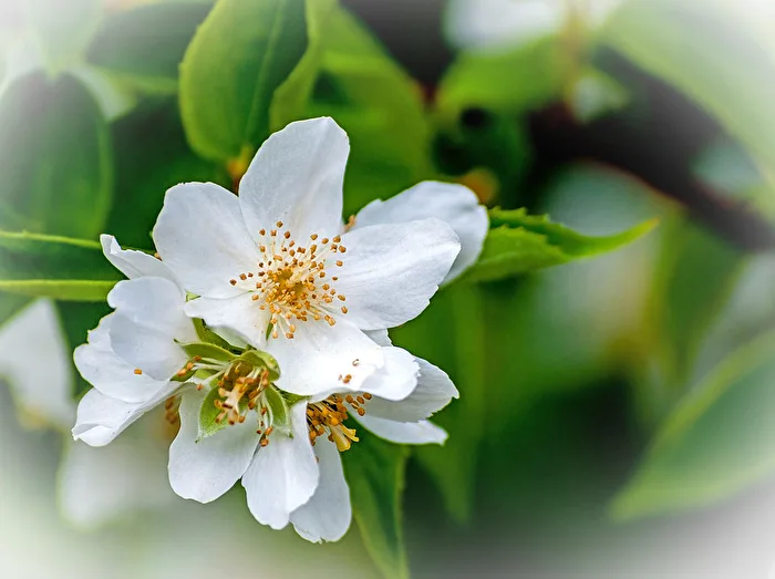 Jasmin