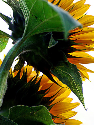 Sonnenblumen