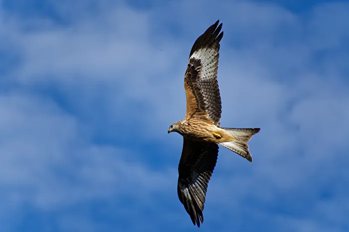 Red Kite