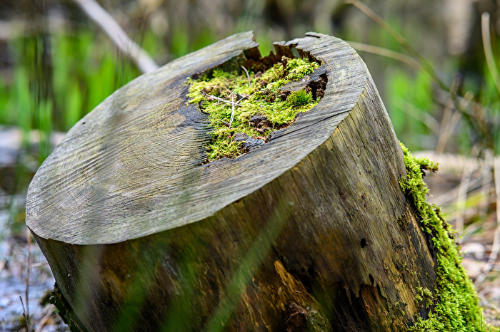 Natur setzt sich durch