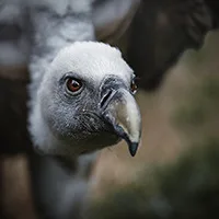 Profilfoto