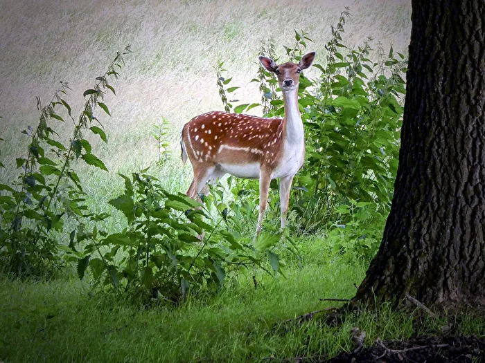 Oster-Bambi