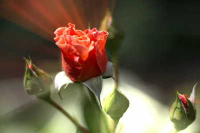 Eine Rose geht auf. Einfach schöne Momente die man in seinem Herzen in Erinnerung behalten sollte.