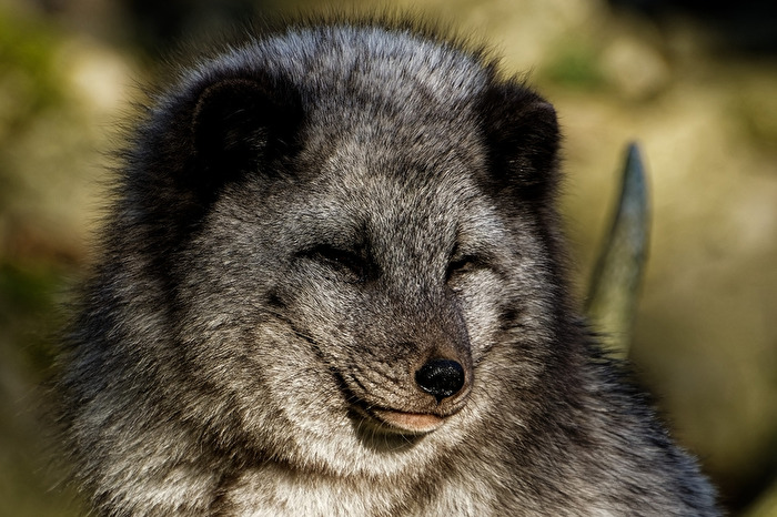Polarfuchs