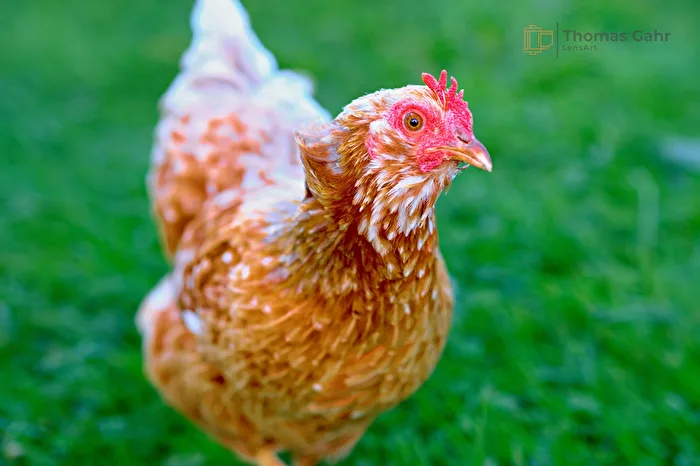 Flower Chicken