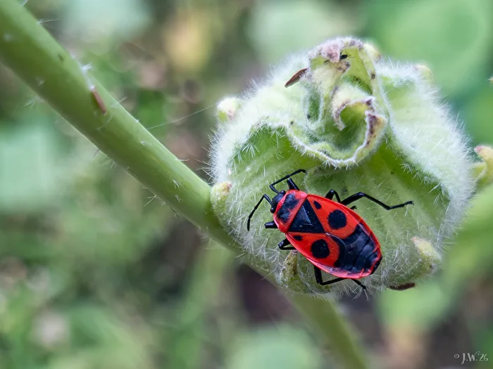 Common Firebug