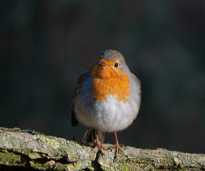 Rotkehlchen