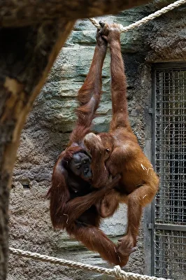 Orang Utan&039;s