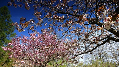 Baumblüte im Park