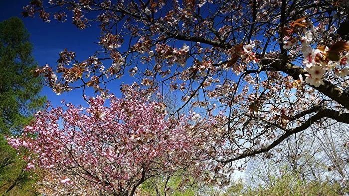 Baumblüte im Park