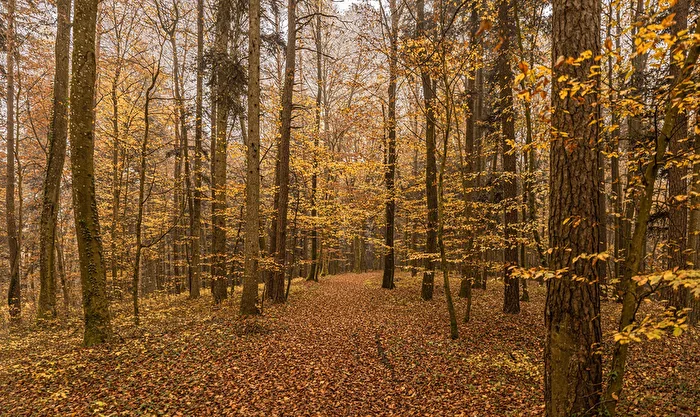 Waldspaziergang